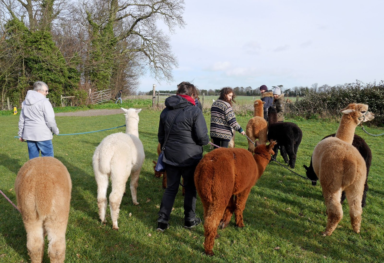 Alpaca trek with Woodland View Alpacas in Birchington, Kent