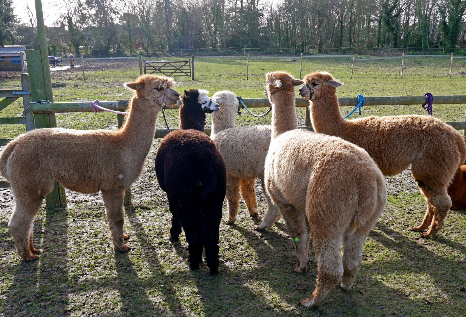 Alpacas at Quex Park in Birchington, Kent