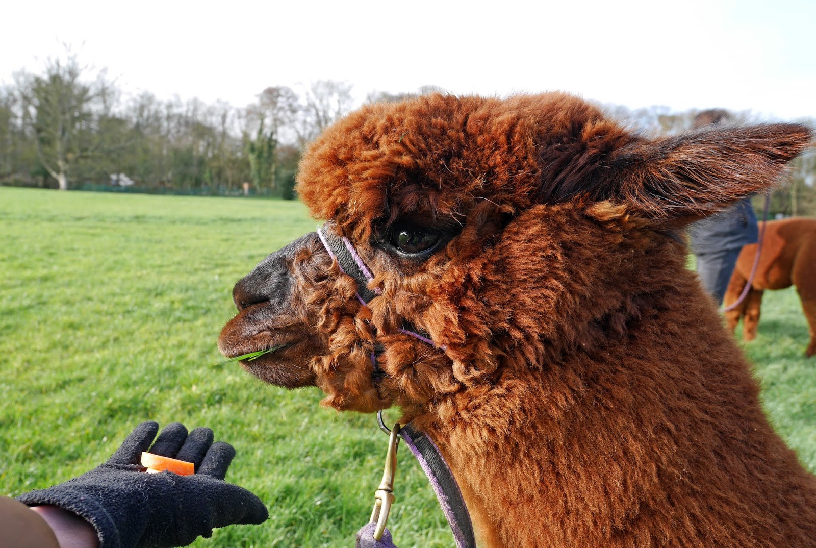 Alvin the alpaca at Quex Park in Birchington, Kent