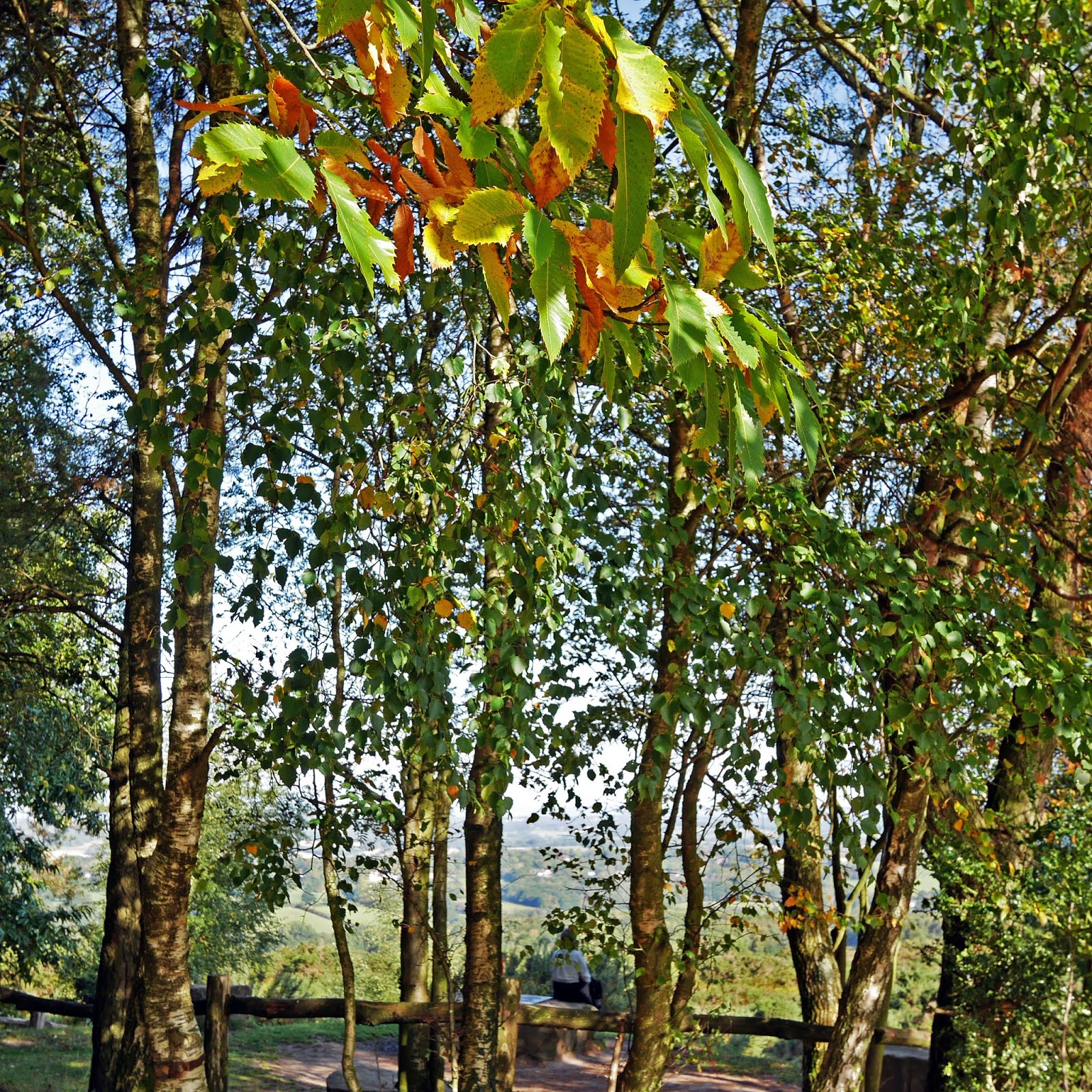 Autumn leaves near the A.A. Milne and E.H. Shepard Memorial, Ashdown Forest