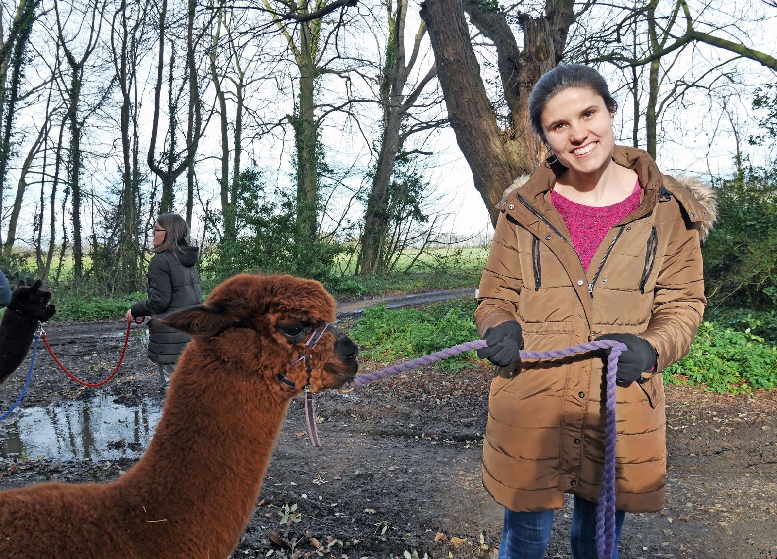 Kat Last with Alvin the alpaca on an alpaca trek with Woodland View Alpacas in Birchington, Kent