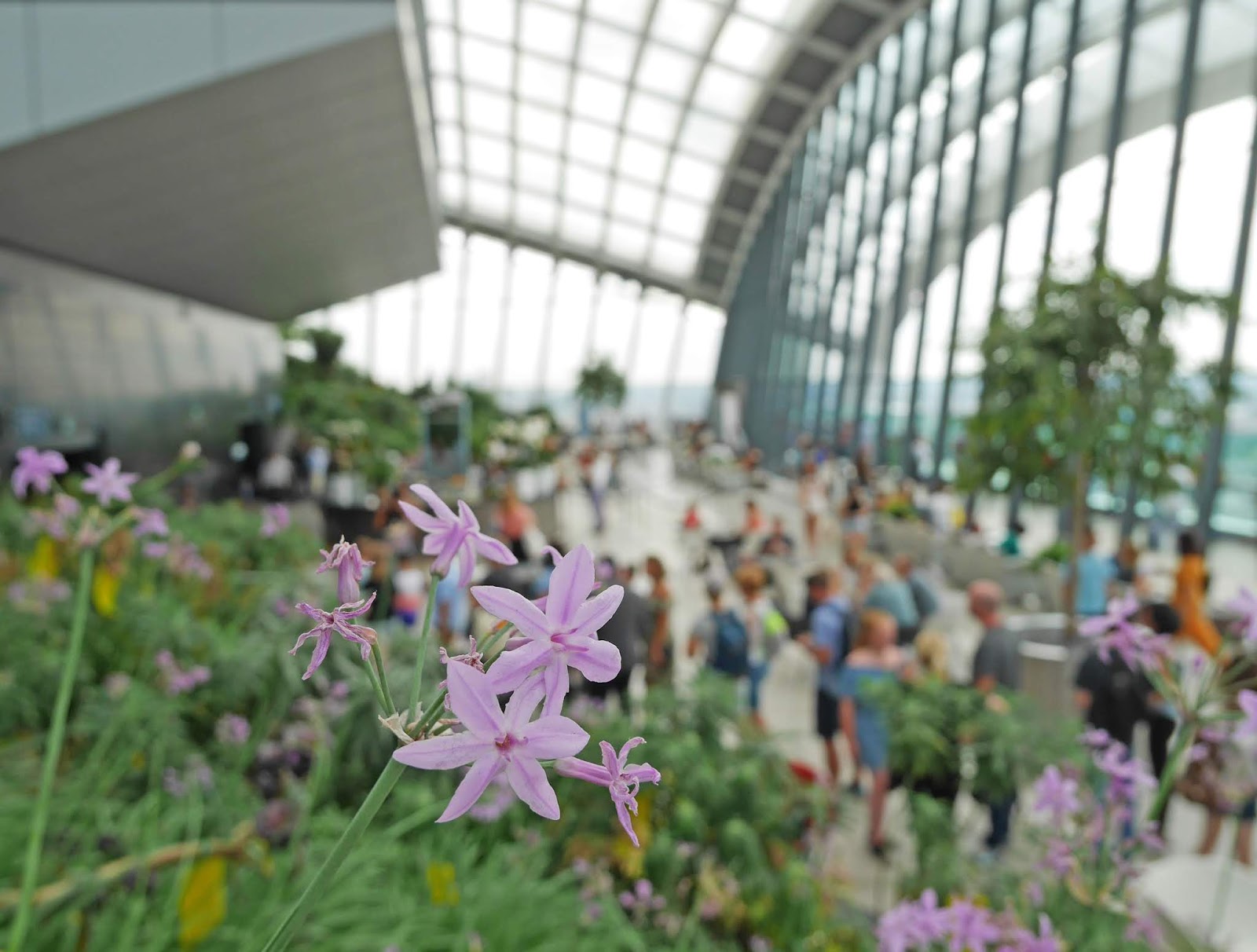 Flowers at the Sky Garden in London