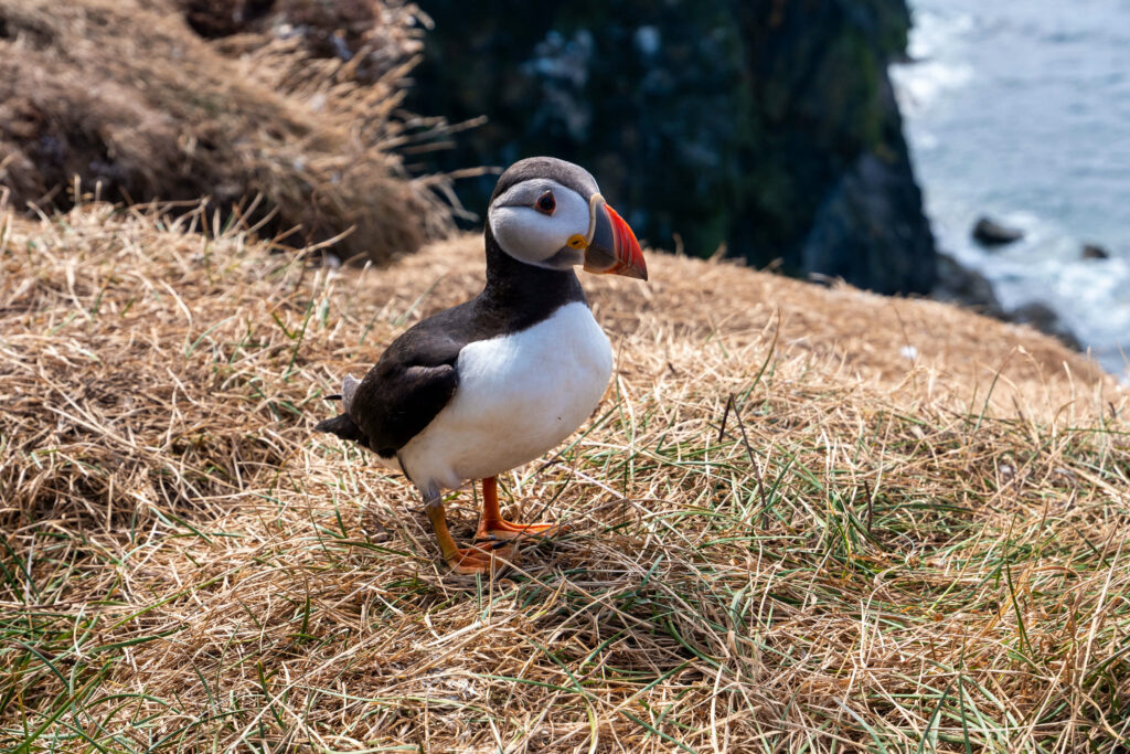 Puffin on the cliff, Isle of Staffa