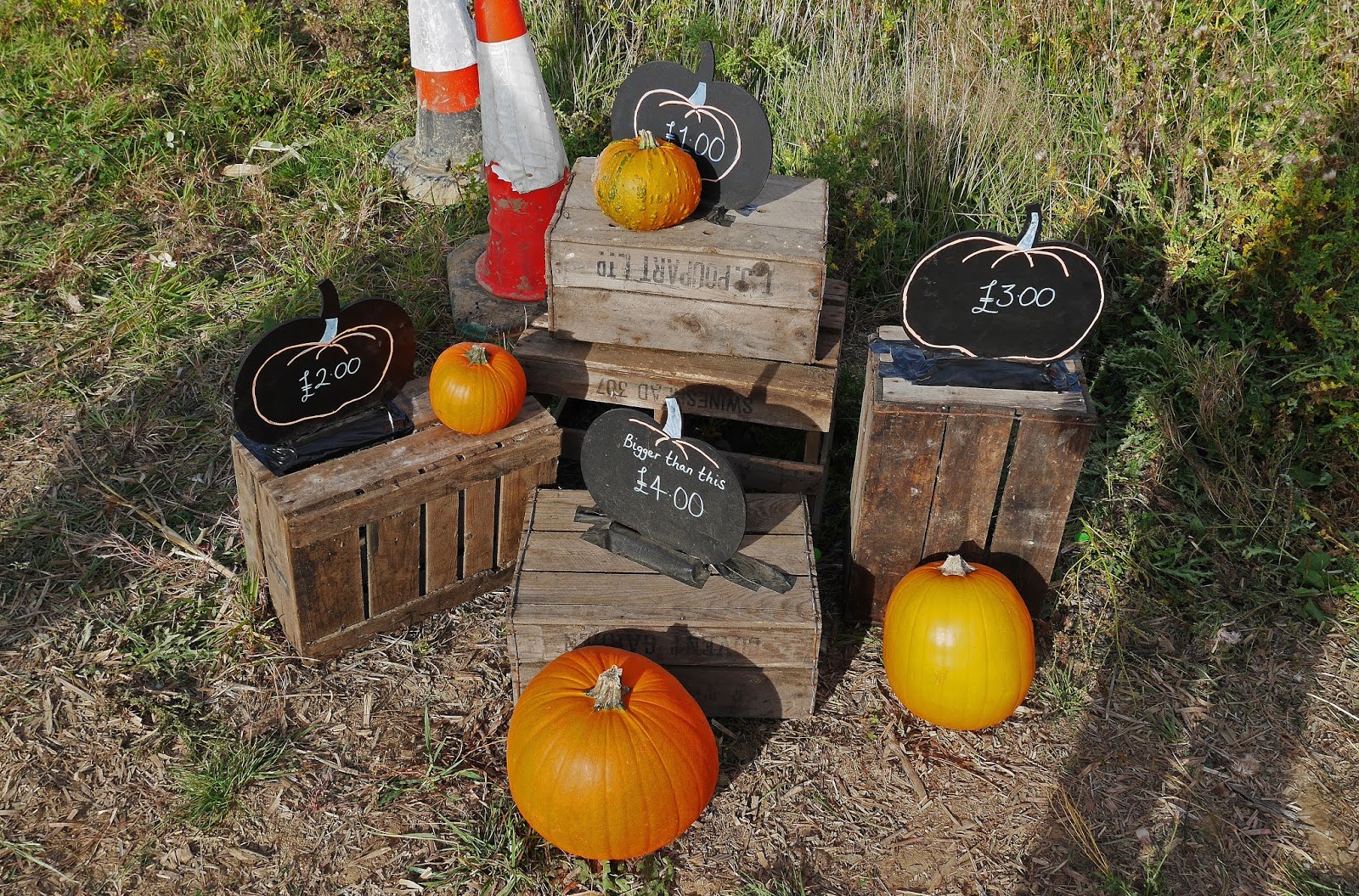 Pumpkin prices at the Sevington pumpkin patch, Ashford