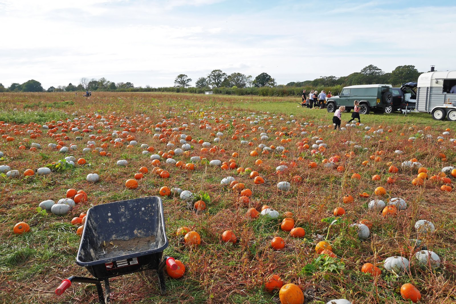Little pumpkins at the Sevington pumpkin patch, Ashford