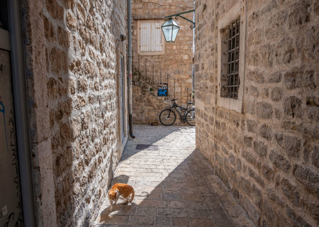 A cat and a follow the cat sign in Budva old town, Montenegro